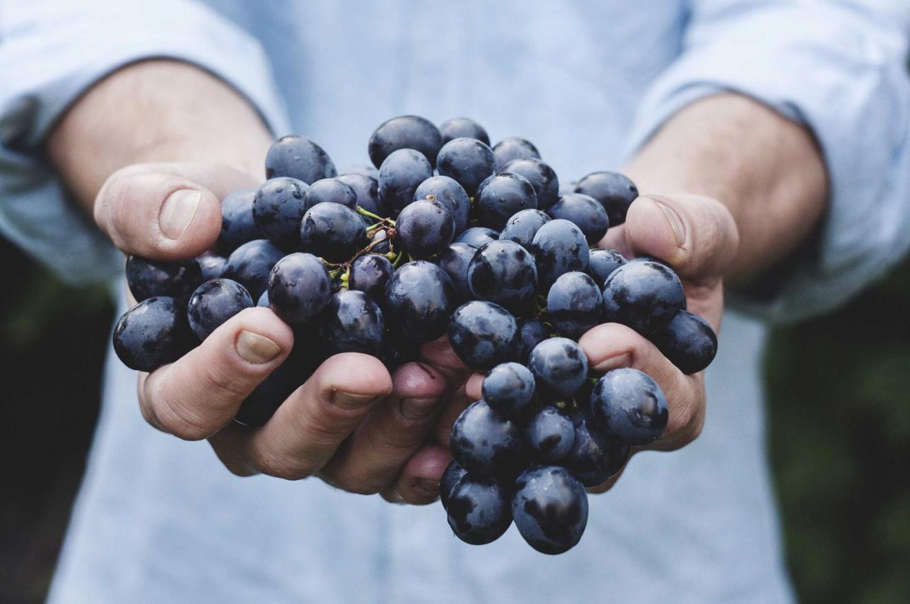 Two hands holding out a bunch of dark grapes