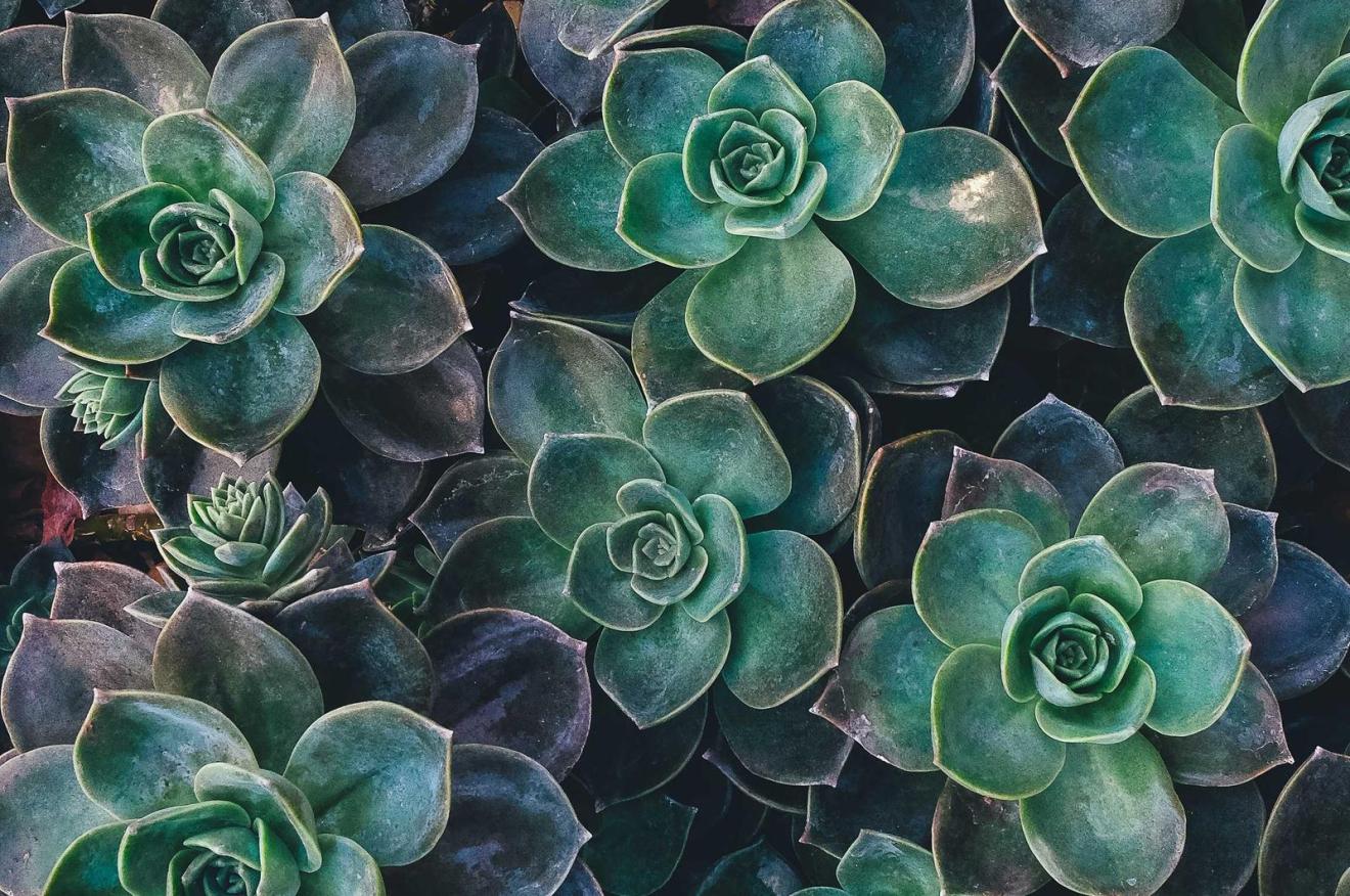 Twelve plants that will survive a coastal winter