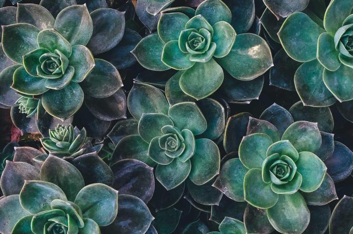 Succulents seen from above